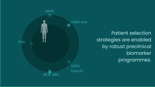 Precision oncology biomarker strategy graphic showing KRAS, HER2-low, EGFR Exon20, BCR-ABL1, and PDX models used for patient selection, translational research, and oncology NME development.