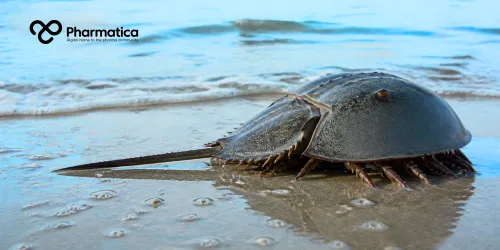 Pharmatica image of an atlantic horseshoe crab on a wet shoreline, representing the marine species whose blood has traditionally been used in pharmaceutical endotoxin testing.