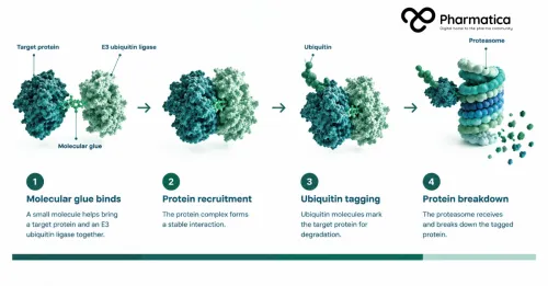 Pharmatica infographic of the four-stage molecular glue degradation pathway showing protein recruitment, ubiquitin tagging, and proteasomal breakdown.